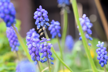 Blue flowers in meadow