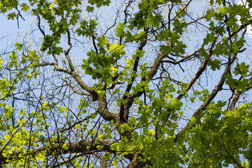 Fototapeta premium Big tree trunk and branches with green foliage against blue sky