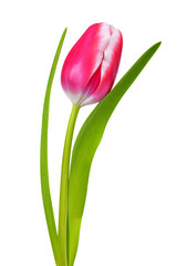 Pink tulip isolated on a white background