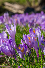 Crocuses in the grass