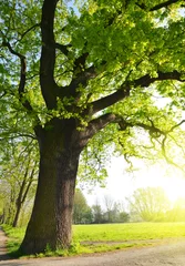 Photo sur Plexiglas Arbres Grand chêne dans le parc. Paysage de printemps.