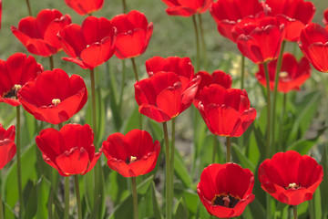 red tulips in the spring
