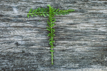 Letter T from yarrow leaves on an old wooden surface, the English alphabet
