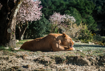 Lioness lie on a ground, sunny day and blooming almond trees