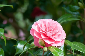 pink camelia