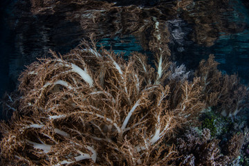 Soft Corals in Shallow Water in Raja Ampat
