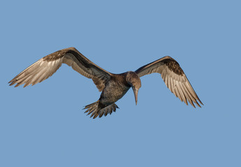  Sula Morus bassanus in volo