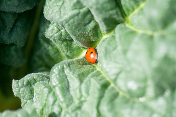 Ladybird on leaf