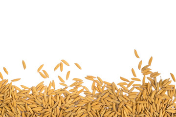 Dry paddy rice grain on white background