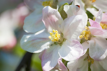 Obraz premium Прекрасные цветы на дереве весной