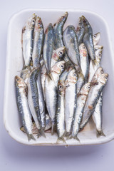 Fresh raw sardines in a white polystyrene food box isolated on w