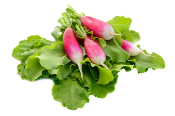 fresh radish on green lettuce salad leaves