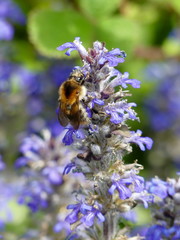 Bugle - Ajuga reptans Mass of flowers in long grass