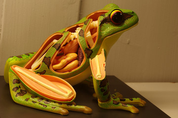 frog anatomy model
