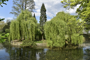 La végétation luxuriante sur l'ile à l'étang du parc d'Avroy à Liège