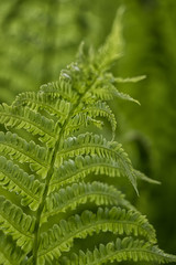 Sunshine on fern