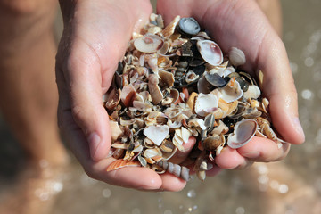 whole handful of small sea shells on the sea shore of italian ad