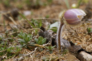 Pulsatilla vernalis