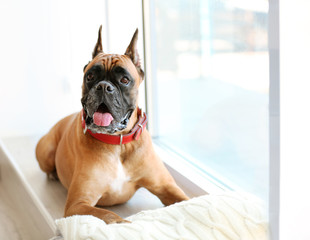 Boxer dog with pillow lying on a windowsill at home
