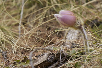 Pulsatilla vernalis