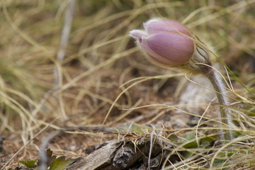 Pulsatilla vernalis