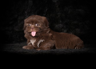 Shih-Tzu chocolat en studio