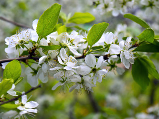 branches of blooming cherry
