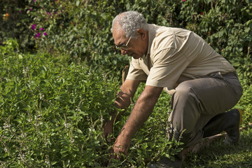 Senior farmer growing organic herbs. Ecology concept
