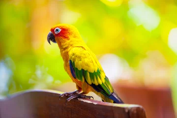 Wandcirkels aluminium Maldives, a parrot bird   © 25ehaag6