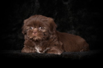Shih-Tzu chocolat en studio