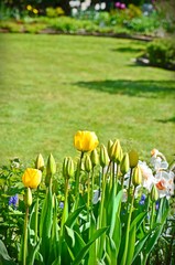 Aufgehende gelbe Tulpen mit Garten im Hintergrund