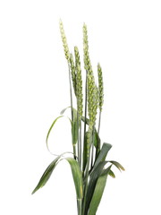 Green wheat isolated on white background
