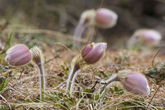 Pulsatilla vernalis