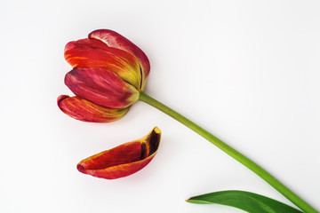 Tulip Isolated on White