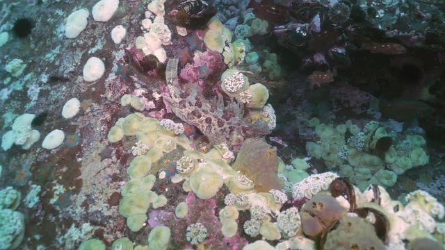 Fish and sea urchins among the rocks on the seabed. Amazing underwater world and the inhabitants, fish, stars, octopuses and vegetation of the Sea of Japan.