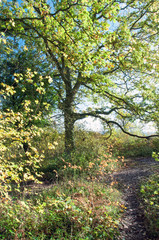Fototapeta na wymiar Springtime Tree in England.