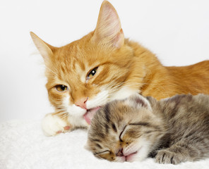 cat licking kitten