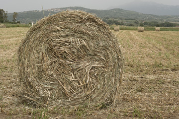 A shredded fodder field. Wheel.