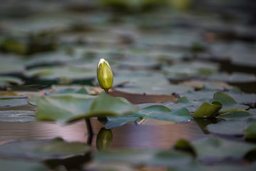 Beautiful waterlily in water
