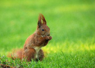 Squirrel (Sciurus vulgaris) eating seeds