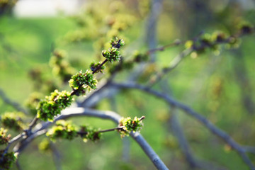 Green branches of tree on blurred background