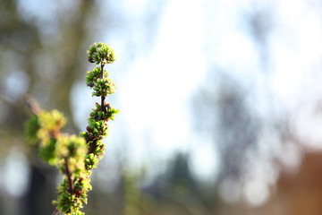 Green branch of tree on blurred background