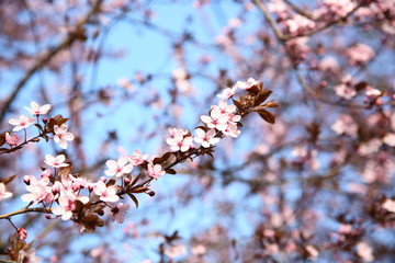 Blooming pink branches on blue sky background