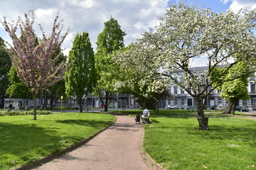 Variété d'arbres au printemps à l'une des places vertes de Liège 