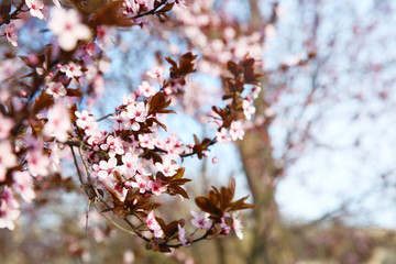 Blooming pink branches on blue sky background