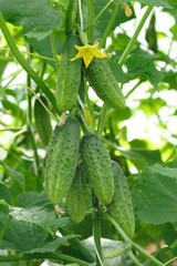 Growing cucumbers in a greenhouse