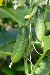 Growing cucumbers in a greenhouse