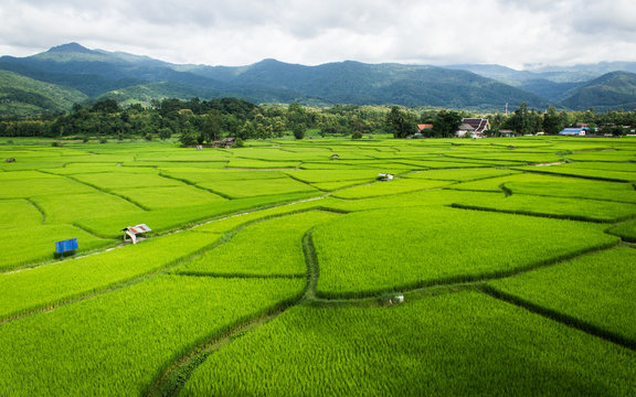 Rice field