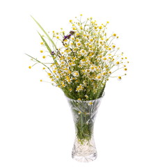 Beautiful bright bouquet of wild flowers chamomile in glass vase isolated on white background