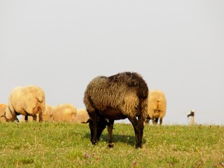 Fototapeta premium Black sheep grazing on meadow